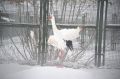 Стерхи вернулись в Якутию: жители уже заметили редких журавлей