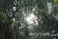 Всего 33 укуса клещей зарегистрировали в Якутии