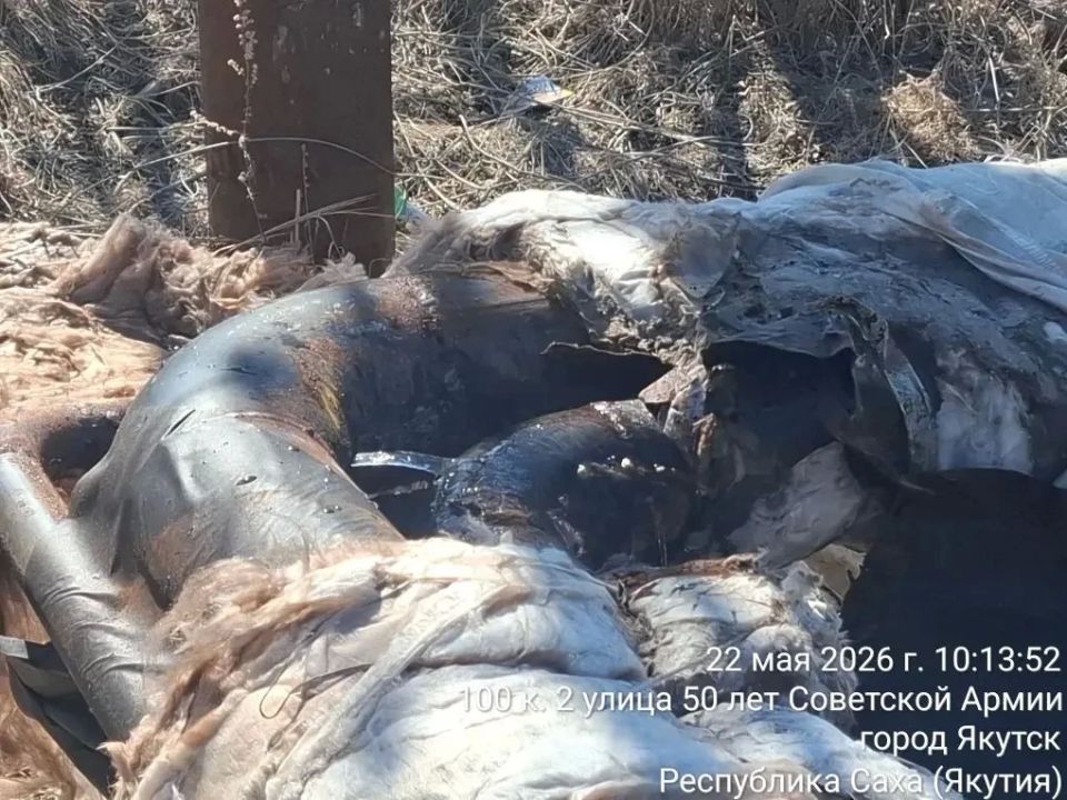В рамках еженедельного городского субботника МУП «Жилкомсервис» проводит работы по восстановлению канализационной трубы от КНС «Десяткина» до сетей АО «Водоканал» В рамках еженедельного городского субботника МУП «Жилкомсервис» проводит работы по восстановлению канализационной трубы от КНС «Десяткина» до сетей АО «Водоканал»