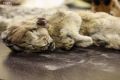 Геномы якутских пещерных львов помогли ученым переписать эволюционную историю древних хищников