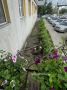 #пишут Все деревья у первой поликлиники уничтожены