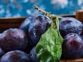 Секреты успешного хранения сливового урожая