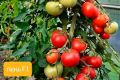 Гибридный томат Пень: секреты успешного выращивания
