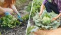 Уничтожение капустной блошки: простые и эффективные способы