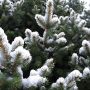 Лучшие советы по выбору и уходу за новогодней елью в 2025 году