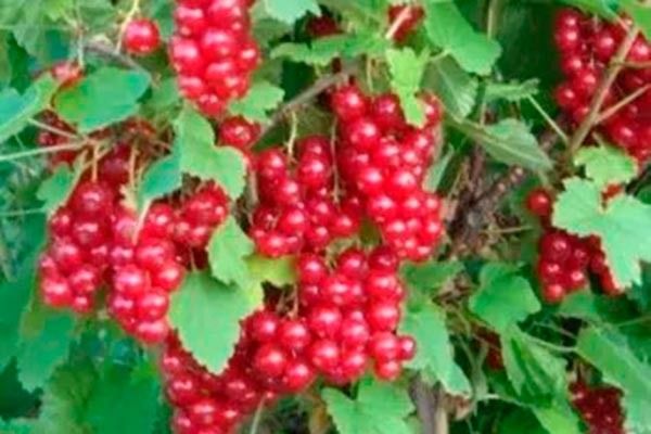 Как вырастить смородину Надежда: секреты и советы