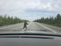 Подбросишь до Якутска?. Медведь голосует на трассе "Лена" возле Нимныра