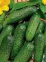 Огурец Малахит: самопродуктивный гибрид с темно-зелеными плодами