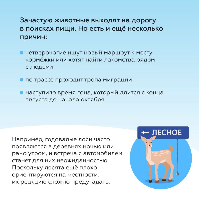 Советы водителю при встрече с дикими животными на дорогах Советы водителю при встрече с дикими животными на дорогах