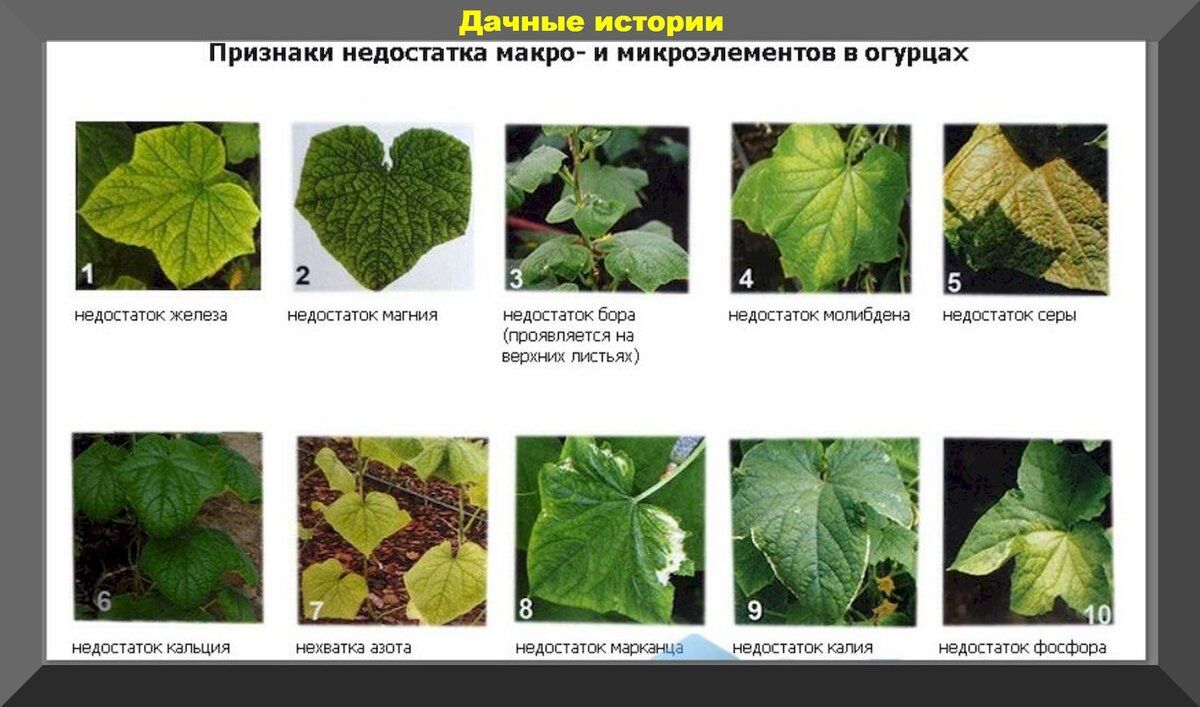 Почему ваши огурцы не растут: полезные советы по диагнозу и питанию