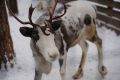 Ученые нашли угрожаемые участки обитания северных оленей