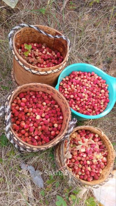Выросла ли земляника в Амгинском улусе?