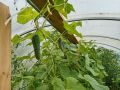 Как продлить урожай огурцов: обновление кустов для осеннего плодоношения
