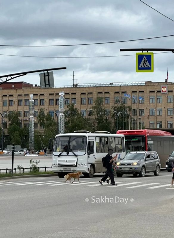 #пишут По проспекту 2 часа бегает пёсель, похож на потеряшку