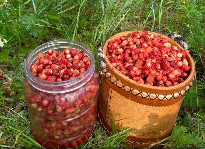 В Чурапчинском улусе продолжается ягодный сезон В Чурапчинском улусе продолжается ягодный сезон
