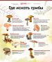 Грибы в лесах Якутии могут появиться к концу этой или началу следующей недели, рассказала ЯСИА миколог Людмила Михалева
