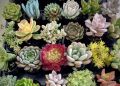 Искусство ухода за суккулентами: 10 секретов для идеального сада