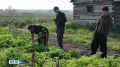 В Хангаласском районе приступили к сбору урожая