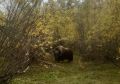 #природа_и_мы. Овцебык, ранее гостивший в селе Алеко-Кюель, пришёл в село Эбях