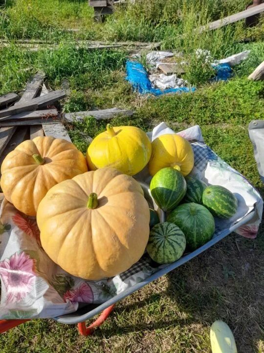 Битэмииннээх арбуу кыайа тутар буоллулар Битэмииннээх арбуу кыайа тутар буоллулар