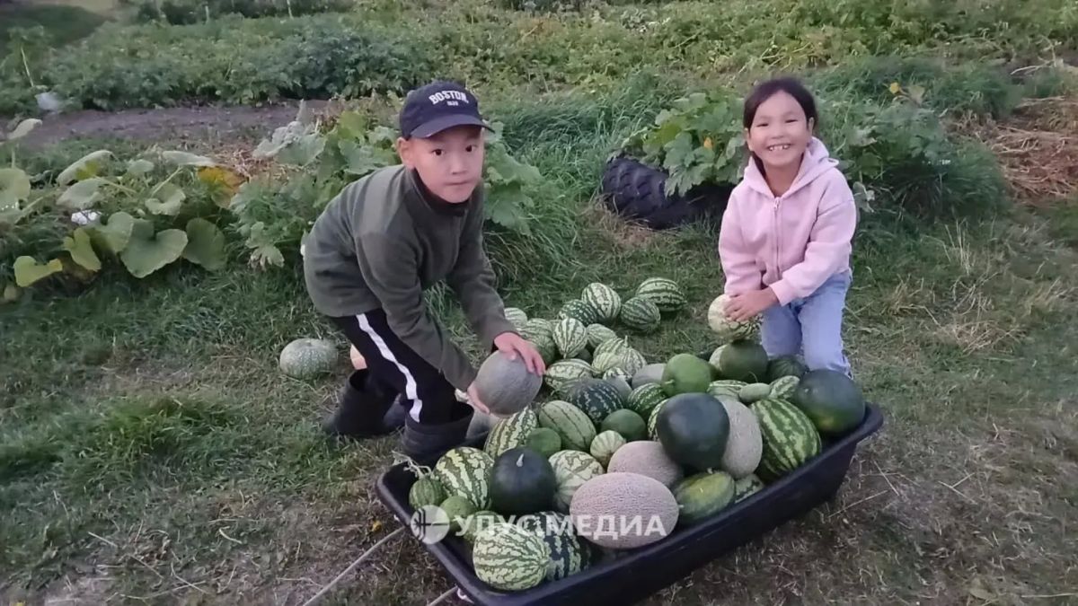 Жительница Якутии выращивает арбузы и дыни в суровых условиях северного климата Жительница Якутии выращивает арбузы и дыни в суровых условиях северного климата
