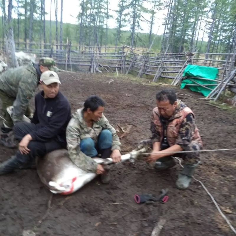 Олени из Олекмы готовятся к экспорту в Китай Олени из Олекмы готовятся к экспорту в Китай
