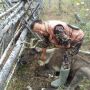 Олени из Олекмы готовятся к экспорту в Китай