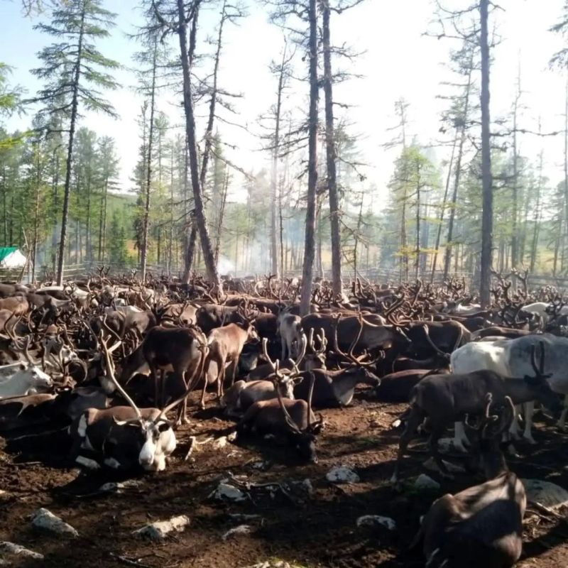 Олени из Олекмы готовятся к экспорту в Китай Олени из Олекмы готовятся к экспорту в Китай