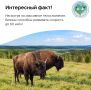 Интересные факты о бизонах