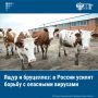 В начале сентября вступили в силу поправки к ветеринарным правилам, призванные эффективнее предотвращать распространение заболеваний, которые передаются человеку от животных