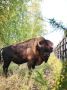Проведите осенний день с лесными бизонами