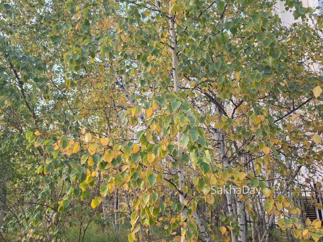 #пишут Деревья в Якутске. Уже осень #пишут Деревья в Якутске. Уже осень