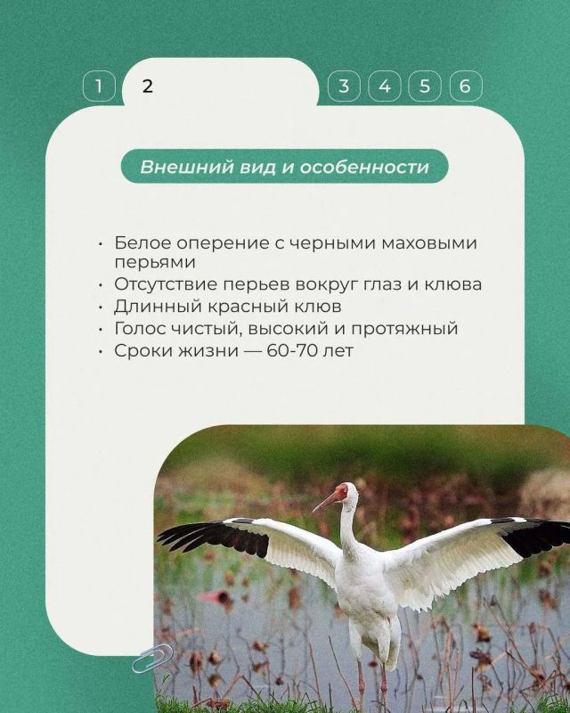 Во второе воскресенье сентября отмечается Всемирный день журавля Во второе воскресенье сентября отмечается Всемирный день журавля