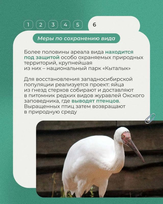 Во второе воскресенье сентября отмечается Всемирный день журавля Во второе воскресенье сентября отмечается Всемирный день журавля