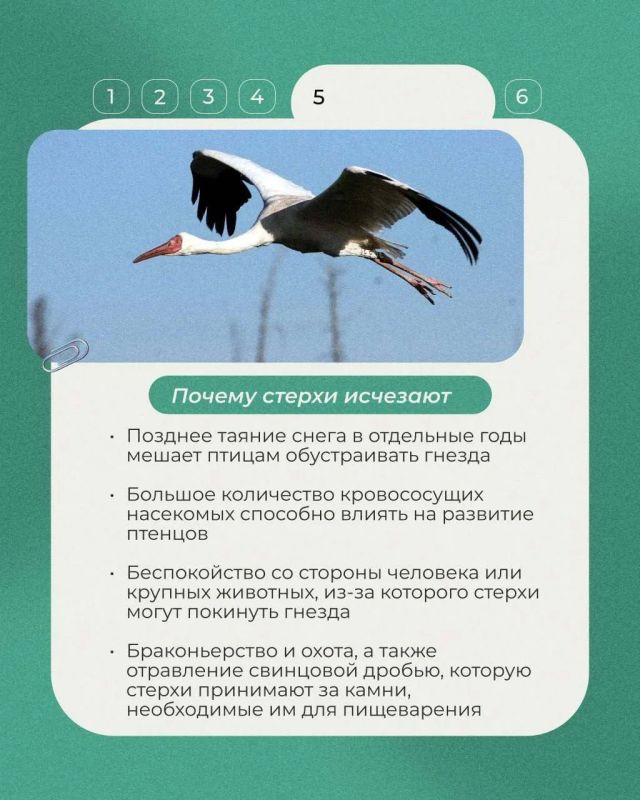 Во второе воскресенье сентября отмечается Всемирный день журавля Во второе воскресенье сентября отмечается Всемирный день журавля