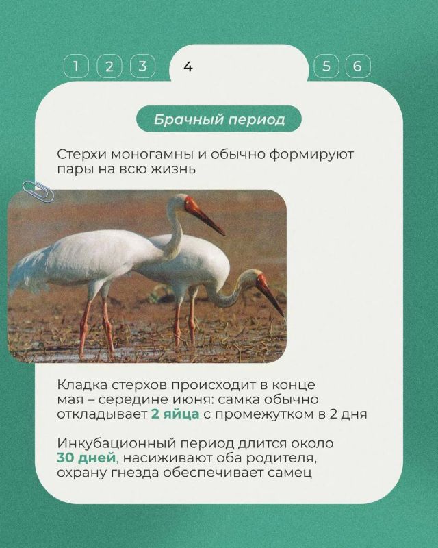 Во второе воскресенье сентября отмечается Всемирный день журавля Во второе воскресенье сентября отмечается Всемирный день журавля