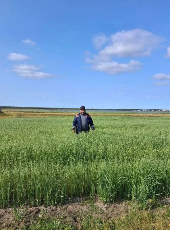 В Табалахе начали выращивать овёс на корм лошадям В Табалахе начали выращивать овёс на корм лошадям