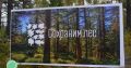 Приглашаем к участию во флагманском мероприятии акции «Сохраним лес» который пройдет в Намском улусе