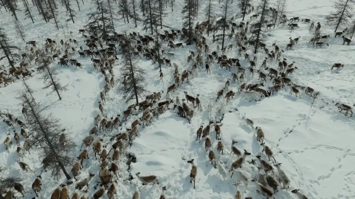 «Ген Арктики. Якутия»: фильм и фотогалерея — на площадках «Якутия 24» «Ген Арктики. Якутия»: фильм и фотогалерея — на площадках «Якутия 24»