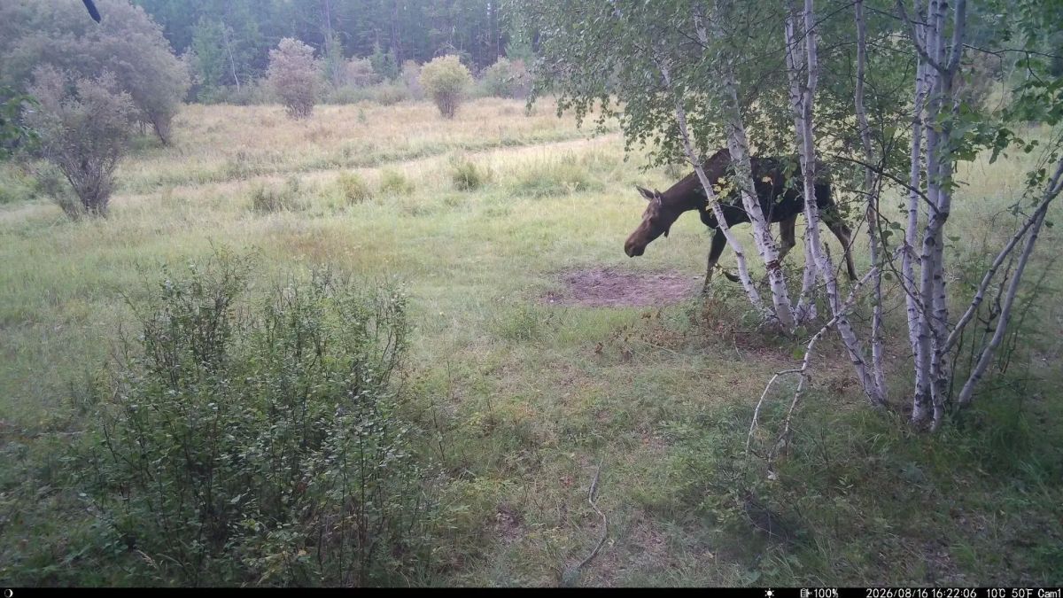 Дикий кадр: Очередь за солью Фотоловушка у солонца в ресурсном резервате "Джероно" зафиксировала невероятную смену гостей: бурый медведь, лось, целое семейство лосей, изящная косуля и изюбрь Дикий кадр: Очередь за солью Фотоловушка у солонца в ресурсном резервате "Джероно" зафиксировала невероятную смену гостей: бурый медведь, лось, целое семейство лосей, изящная косуля и изюбрь