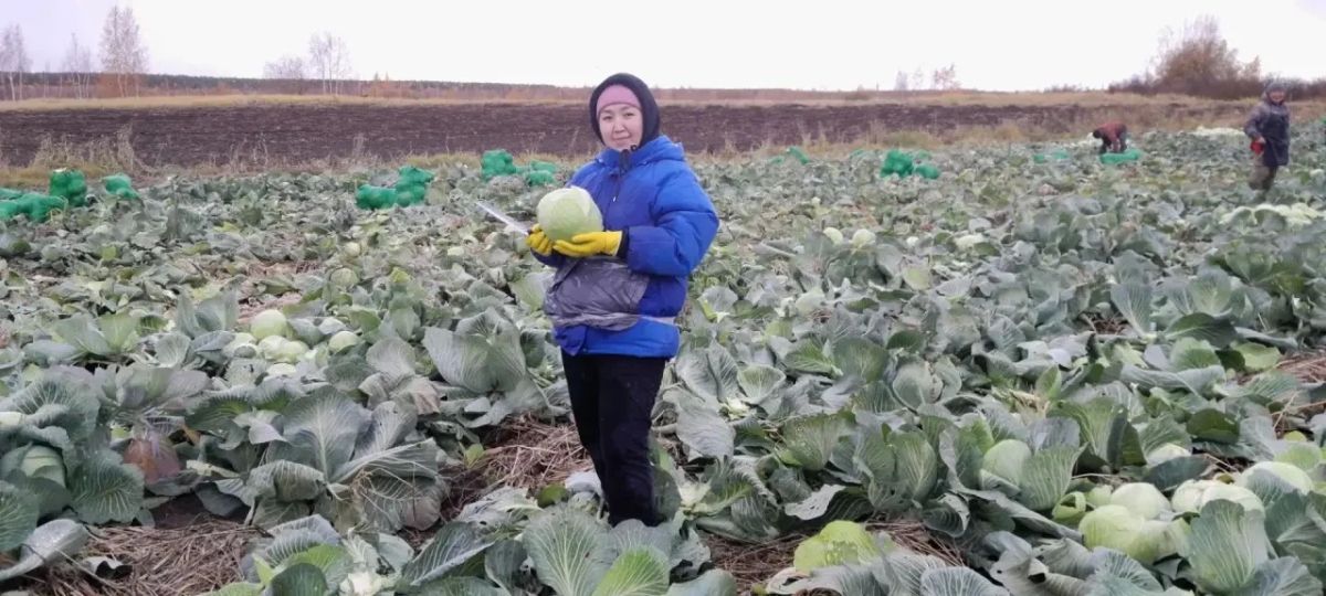 Кн-дьылы баттаа хаппыыста хомуура Улууспутугар к хомуур гэнэ. Улуус рднэн билиитэ 596,1 гектар иэннээх бааынаттан 7 032 туонна хортуоппуй хостоммут. Ол эбэтэр биирдии гааттан 117 центнери хомуйбуттар. Оттон туораахтаах... Кн-дьылы баттаа хаппыыста хомуура Улууспутугар к хомуур гэнэ. Улуус рднэн билиитэ 596,1 гектар иэннээх бааынаттан 7 032 туонна хортуоппуй хостоммут. Ол эбэтэр биирдии гааттан 117 центнери хомуйбуттар. Оттон туораахтаах...