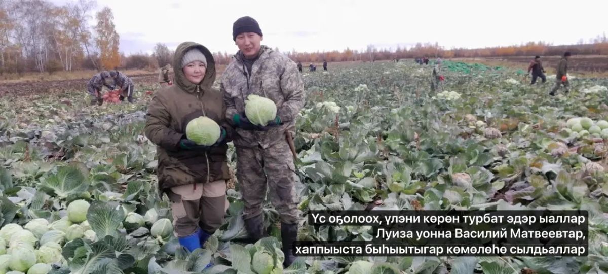 Кн-дьылы баттаа хаппыыста хомуура Улууспутугар к хомуур гэнэ. Улуус рднэн билиитэ 596,1 гектар иэннээх бааынаттан 7 032 туонна хортуоппуй хостоммут. Ол эбэтэр биирдии гааттан 117 центнери хомуйбуттар. Оттон туораахтаах... Кн-дьылы баттаа хаппыыста хомуура Улууспутугар к хомуур гэнэ. Улуус рднэн билиитэ 596,1 гектар иэннээх бааынаттан 7 032 туонна хортуоппуй хостоммут. Ол эбэтэр биирдии гааттан 117 центнери хомуйбуттар. Оттон туораахтаах...