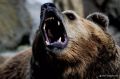 Когда медведи в России впадут в спячку, рассказал ученый