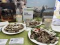 Якутские сельхозпроизводители представили свою продукцию крупным заказчикам на форуме «Сила села»