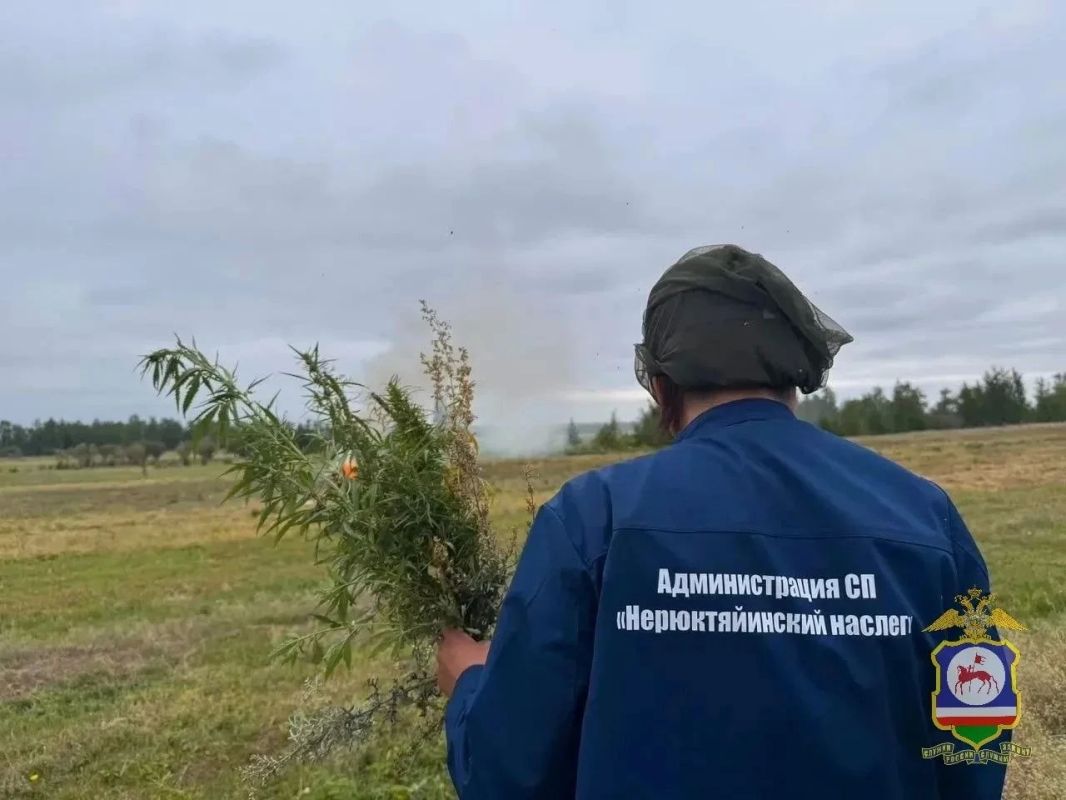 В Якутии уничтожено 8 тонн дикорастущей конопли