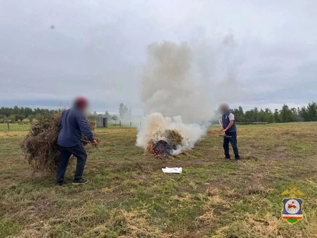 В Якутии уничтожено 8 тонн дикорастущей конопли В Якутии уничтожено 8 тонн дикорастущей конопли