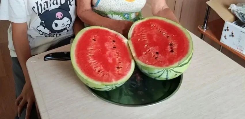 #семейнаяэкономика. Семья из Улахан-Ана собрала невероятный урожай арбузов Хангаласская земля издревле славится трудолюбивыми людьми #семейнаяэкономика. Семья из Улахан-Ана собрала невероятный урожай арбузов Хангаласская земля издревле славится трудолюбивыми людьми