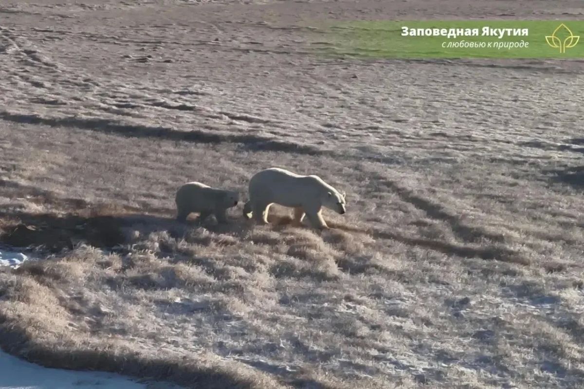 В ресурсном резервате «Курдигино-Крестовая» в Нижнеколымском районе госинспекторы насчитали 15 белых медведей, среди которых 5 медвежат В ресурсном резервате «Курдигино-Крестовая» в Нижнеколымском районе госинспекторы насчитали 15 белых медведей, среди которых 5 медвежат