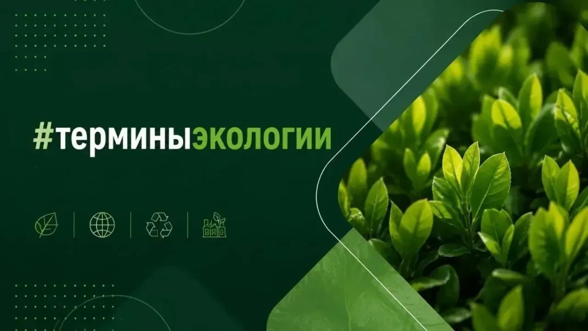 Что такое бенталь или жизнь на дне