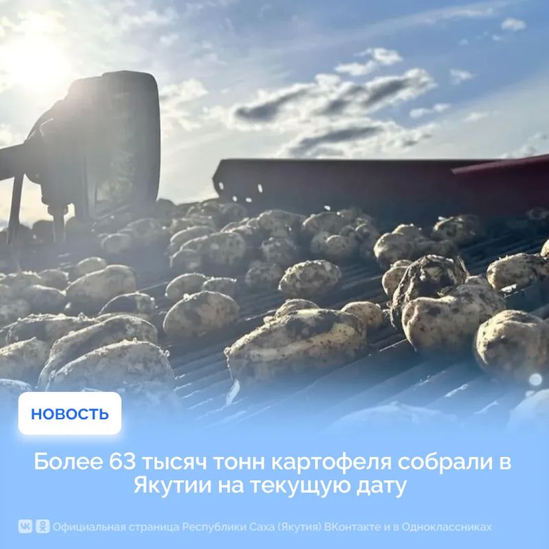 Более 63 тысяч тонн картофеля собрали в Якутии на текущую дату